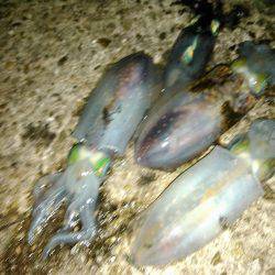 今年初ナイトエギング！